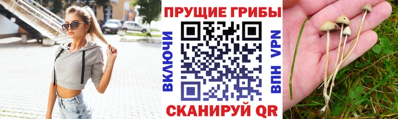 Галлюциногенные грибы Psilocybe  Купить  Дятьково 